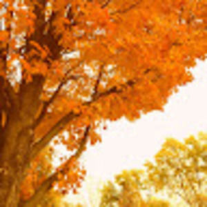 Meet your Posher, Autumn